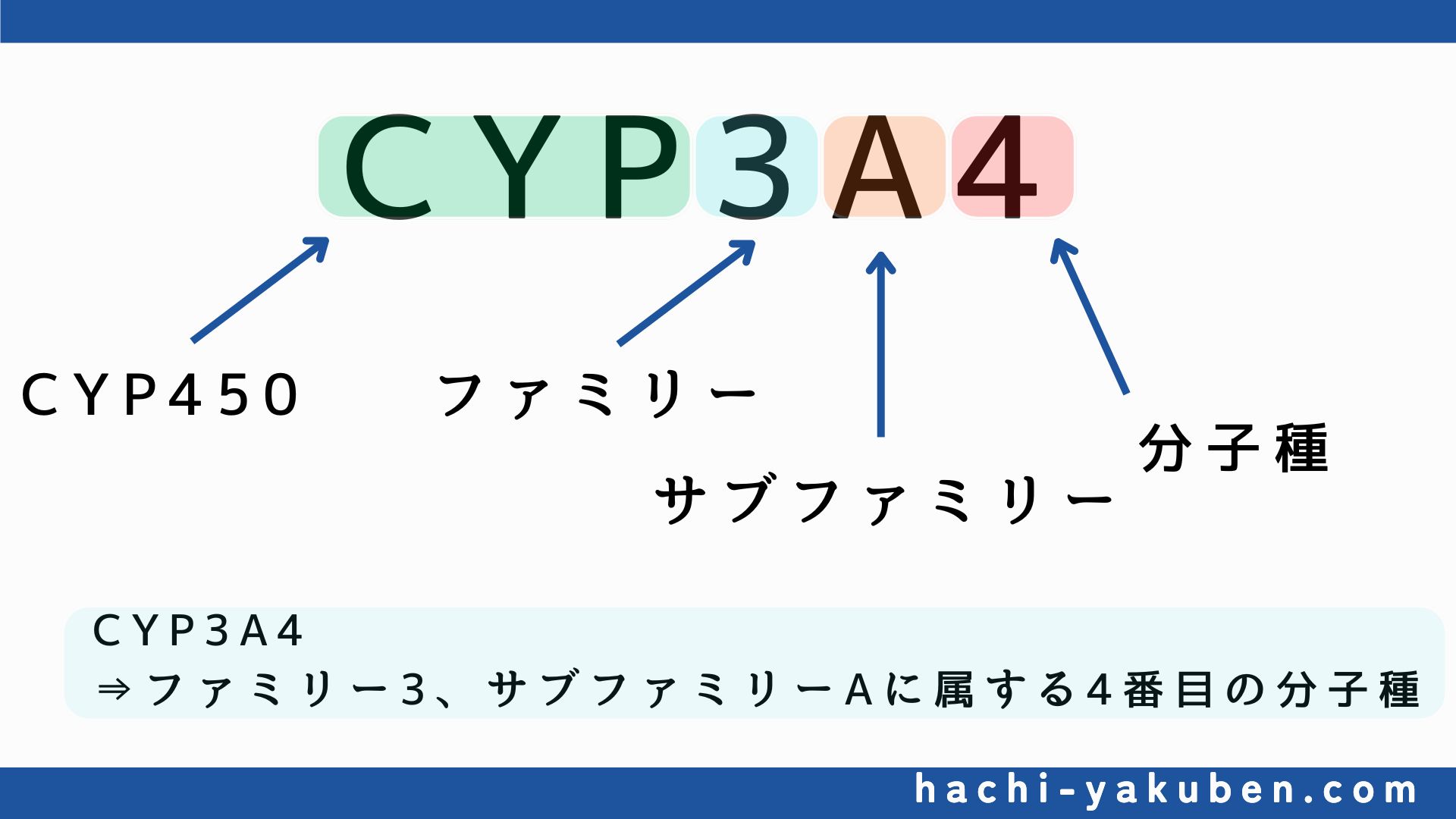 CYP２J２まとめ