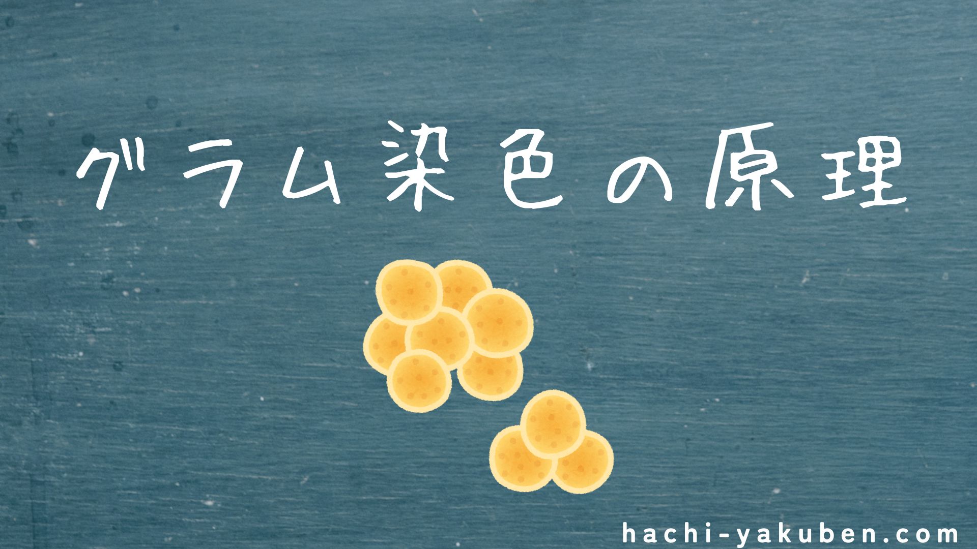 グラム染色の原理【薬剤師国家試験104回問117】