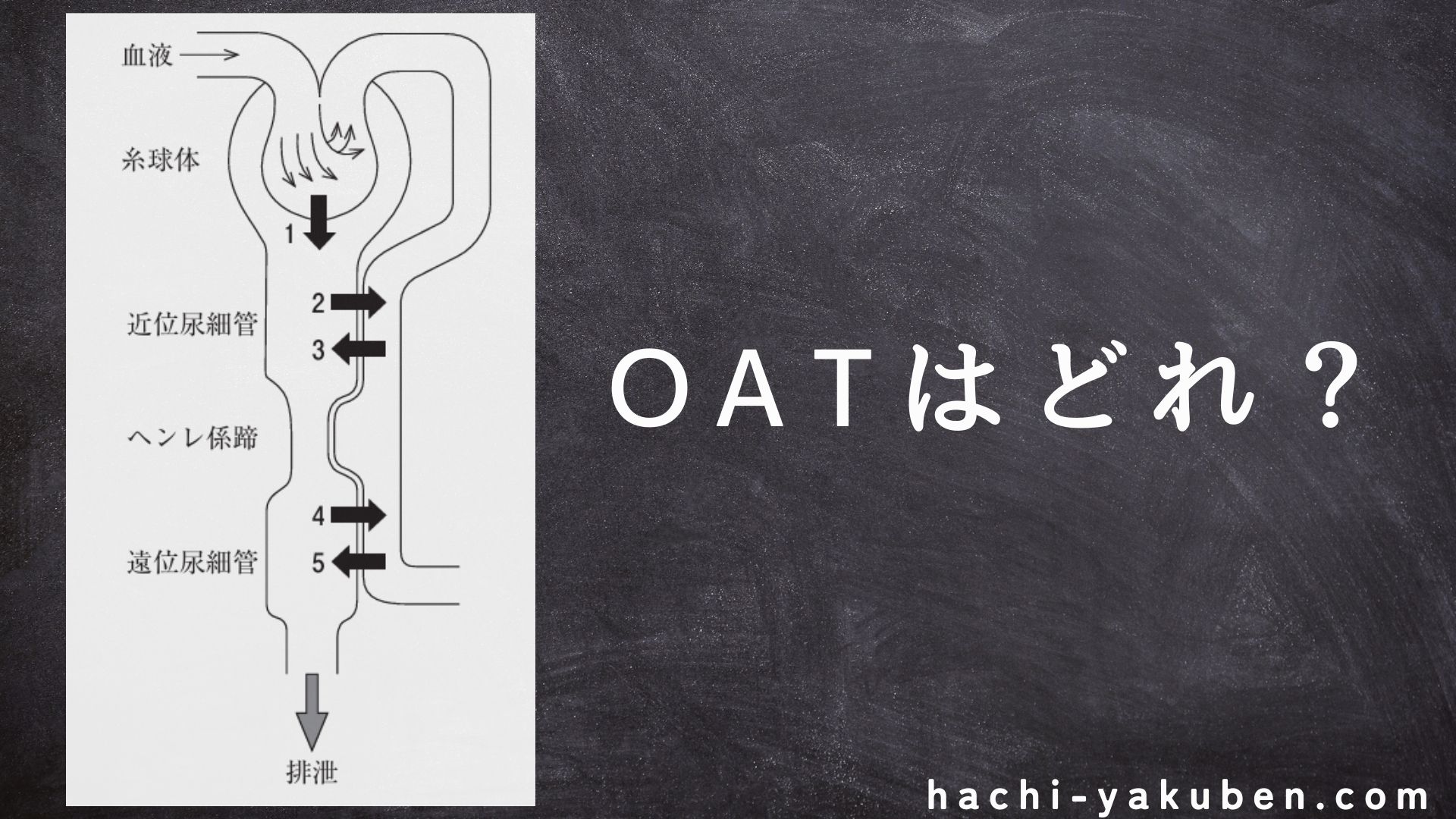 有機アニオントランスポーターの局在【薬剤師国家試験110回問45】